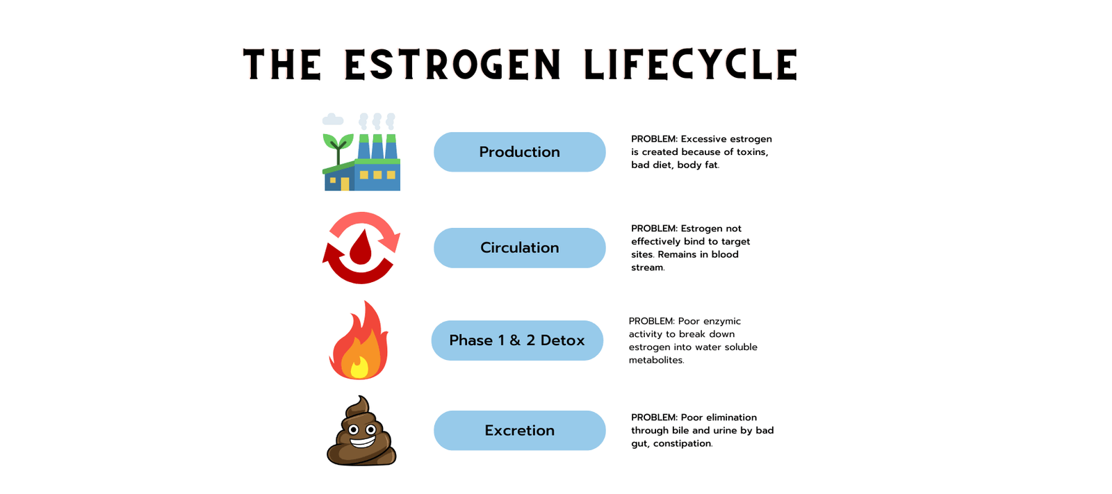 The Estrogen LIfecycle - and Where Estrogen Dominance Can Start